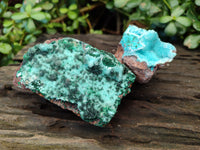 Natural Drusy Coated Stalagmite Chrysocolla with Malachite on Dolomite Matrix x 6 From Lupoto Mine, Congo