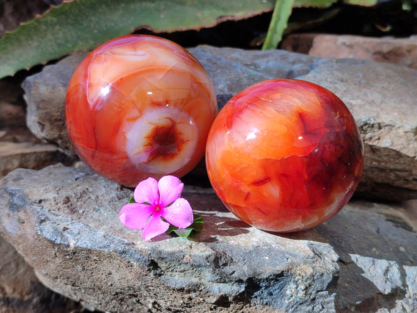 Polished Carnelian Agate Spheres x 2 From Madagascar