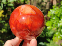 Polished Carnelian Agate Spheres x 2 From Madagascar