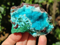 Natural Drusy Coated Chrysocolla with Malachite and a Hemimorphite specimen on Dolomite Matrix x 6 From Lupoto Mine, Congo