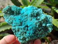 Natural Drusy Coated Chrysocolla with Malachite and a Hemimorphite specimen on Dolomite Matrix x 6 From Lupoto Mine, Congo