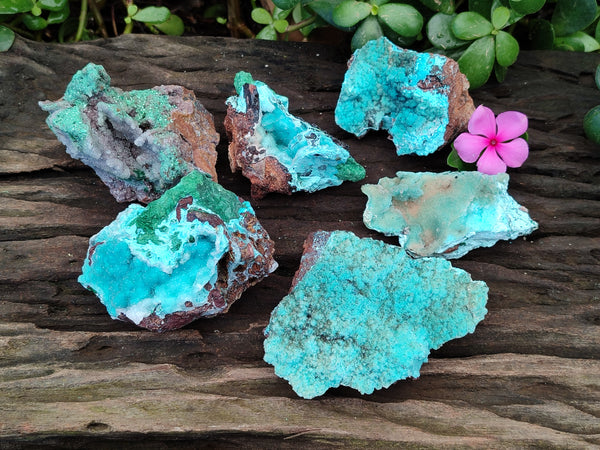 Natural Drusy Coated Chrysocolla with Malachite and a Hemimorphite specimen on Dolomite Matrix x 6 From Lupoto Mine, Congo