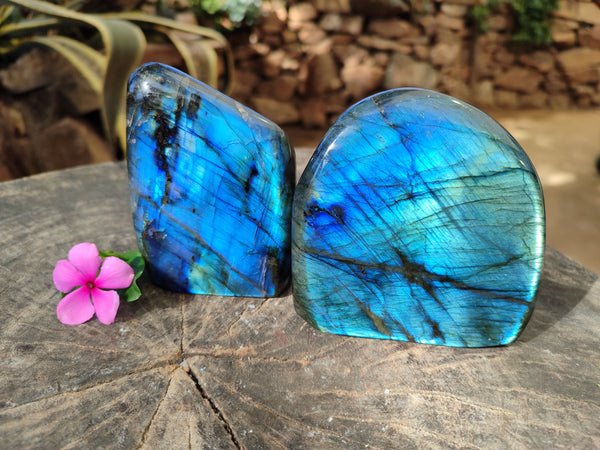 Polished Top Grade Labradorite Standing Free Forms x 2 From Tulear, Madagascar