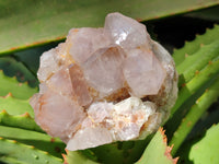 Natural Smokey Amethyst Spirit Quartz Clusters x 6 From South Africa