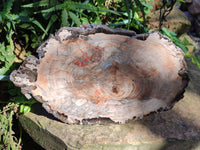 Polished Podocarpus Petrified Wood Slice x 1 From Mahajanga, Madagascar
