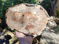 Polished Podocarpus Petrified Wood Slice x 1 From Mahajanga, Madagascar
