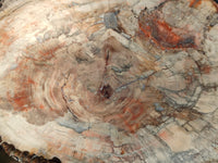 Polished Podocarpus Petrified Wood Slice x 1 From Mahajanga, Madagascar