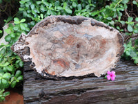 Polished Podocarpus Petrified Wood Slice x 1 From Mahajanga, Madagascar