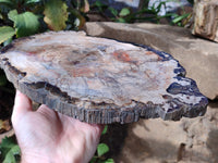Polished Podocarpus Petrified Wood Slice x 1 From Mahajanga, Madagascar