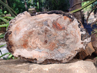 Polished Podocarpus Petrified Wood Slice x 1 From Mahajanga, Madagascar