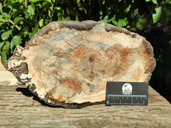 Polished Podocarpus Petrified Wood Slice x 1 From Mahajanga, Madagascar