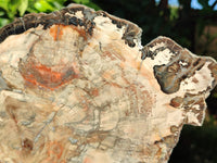 Polished Podocarpus Petrified Wood Slice x 1 From Mahajanga, Madagascar