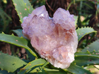 Natural Sunburst Cactus Flower Spirit Amethyst Clusters x 4 From South Africa
