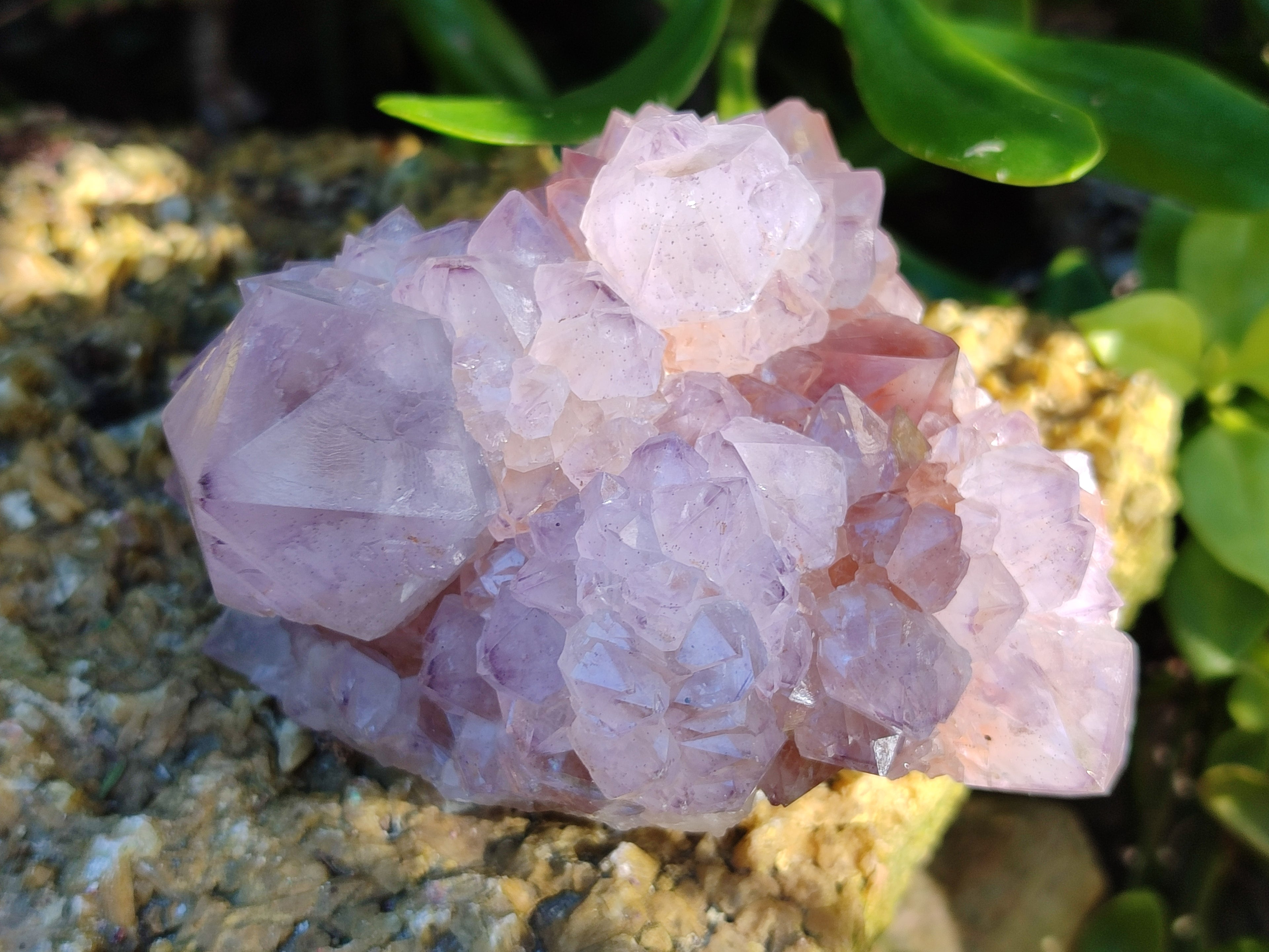 Natural Sunburst Cactus Flower Spirit Amethyst Clusters x 4 From South Africa - Toprock Gemstones and Minerals 