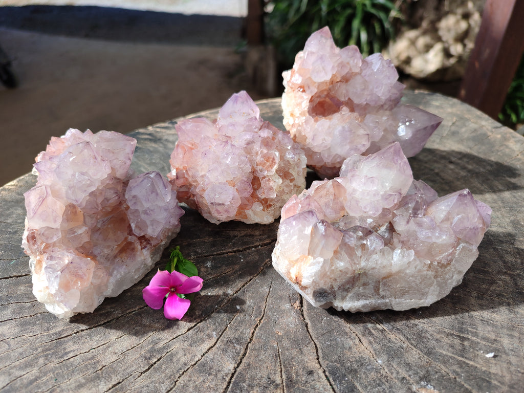 Natural Sunburst Cactus Flower Spirit Amethyst Clusters x 4 From South Africa - Toprock Gemstones and Minerals 