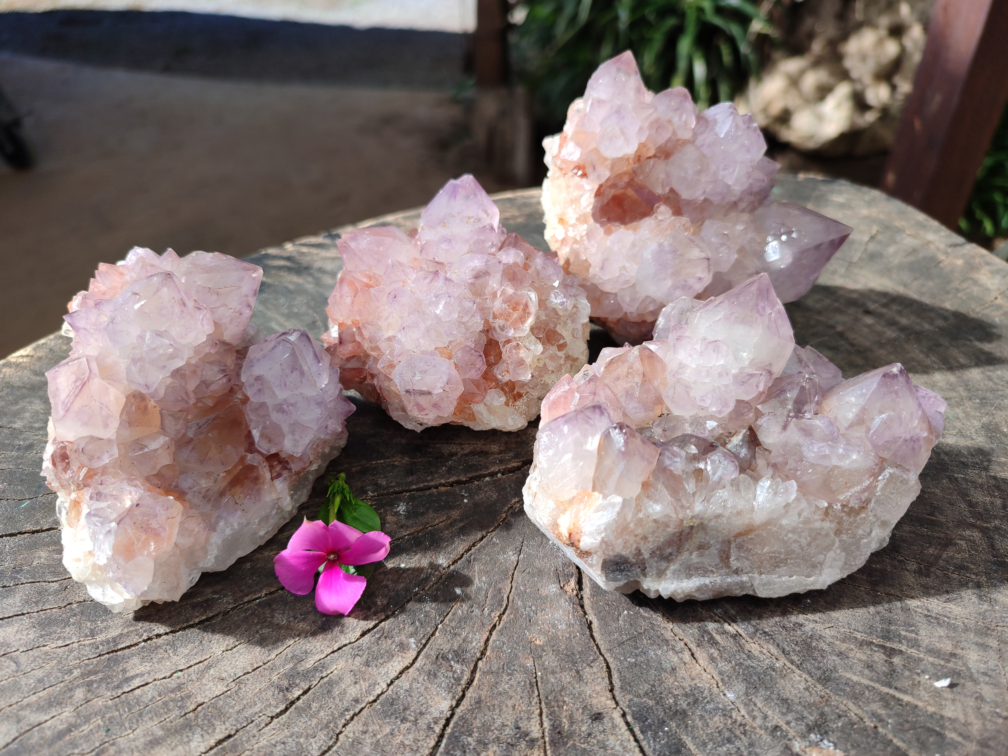Natural Sunburst Cactus Flower Spirit Amethyst Clusters x 4 From South Africa - Toprock Gemstones and Minerals 