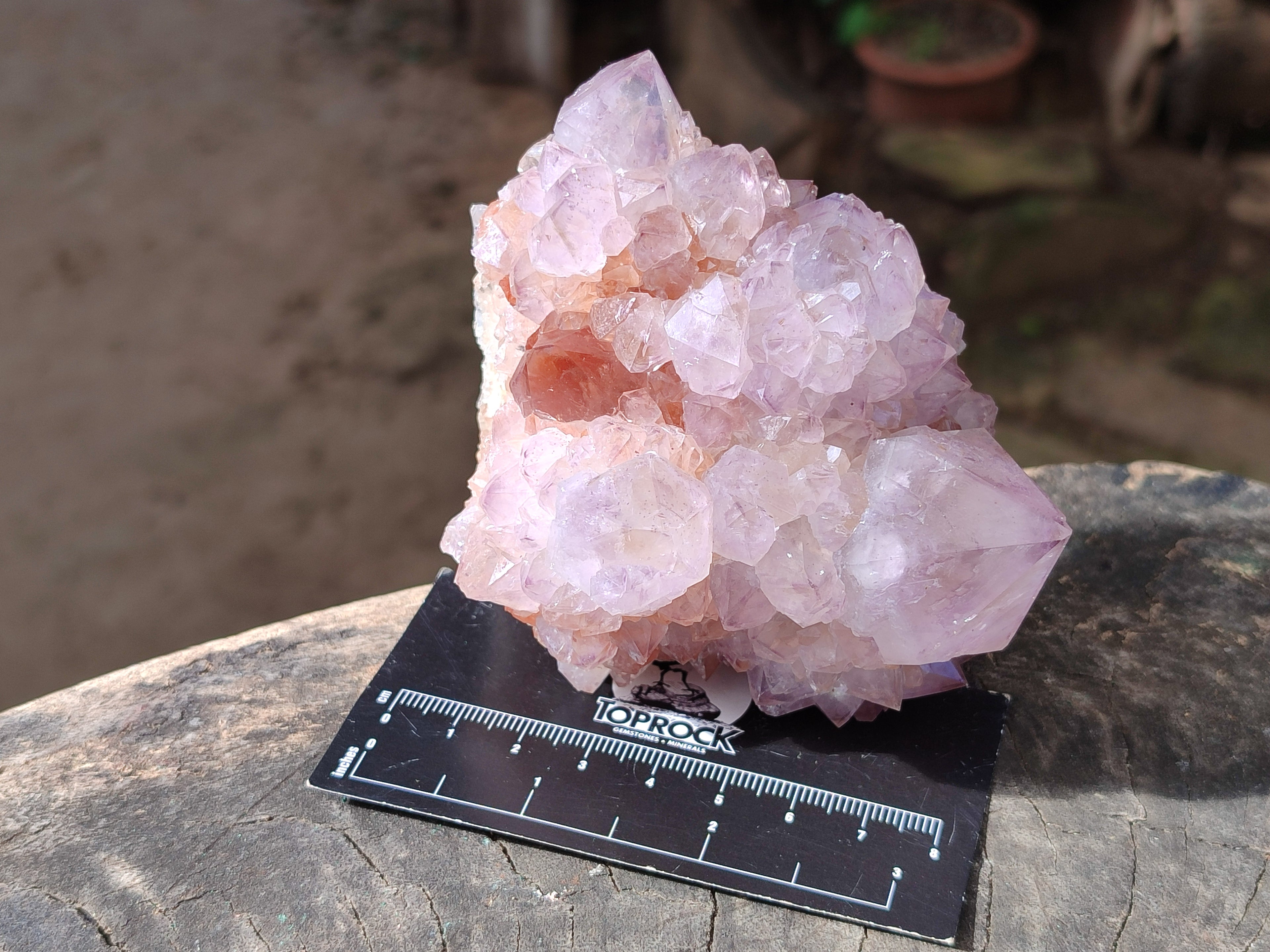Natural Sunburst Cactus Flower Spirit Amethyst Clusters x 4 From South Africa - Toprock Gemstones and Minerals 
