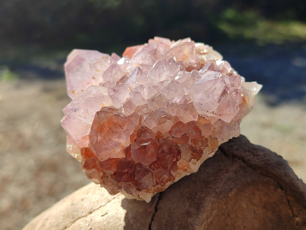Natural Sunburst Cactus Flower Spirit Amethyst Clusters x 4 From South Africa - Toprock Gemstones and Minerals 