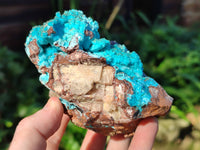 Natural Drusy Coated Chrysocolla on Dolomite Specimens x 2 From Likasi, Congo