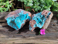 Natural Drusy Coated Chrysocolla on Dolomite Specimens x 2 From Likasi, Congo