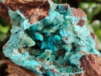 Natural Drusy Coated Chrysocolla on Dolomite Specimens x 2 From Likasi, Congo