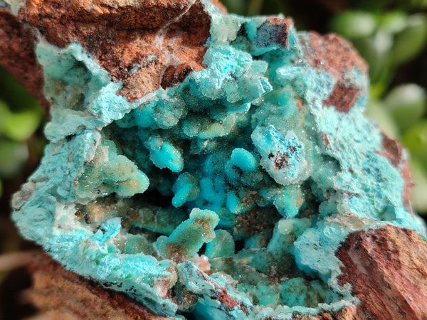 Natural Drusy Coated Chrysocolla on Dolomite Specimens x 2 From Likasi, Congo