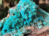 Natural Drusy Coated Chrysocolla on Dolomite Specimens x 2 From Likasi, Congo