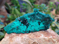 Natural Dioptase on Dolomite Matrix Specimens x 6 From Likasi, Congo