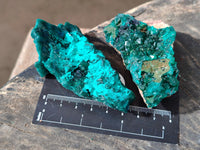 Natural Dioptase on Dolomite Matrix Specimens x 6 From Likasi, Congo