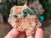 Natural Dioptase on Dolomite Matrix Specimens x 6 From Likasi, Congo
