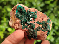 Natural Dioptase on Dolomite Matrix Specimens x 6 From Likasi, Congo