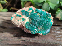 Natural Dioptase on Dolomite Matrix Specimens x 6 From Likasi, Congo
