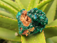 Natural Dioptase on Dolomite Matrix Specimens x 6 From Likasi, Congo