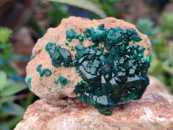 Natural Dioptase on Dolomite Matrix Specimens x 6 From Likasi, Congo