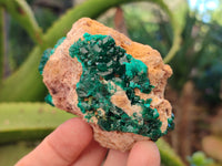 Natural Dioptase on Dolomite Matrix Specimens x 6 From Likasi, Congo