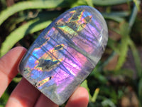 Polished Purple Flash Labradorite Standing Free Forms x 6 From Tulear, Madagascar