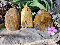 Polished Neolite Standing Free Forms x 3 From Prieska, South Africa