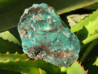 Natural Drusy Coated Chrysocolla on Dolomite Specimens x 6 From Likasi, Congo