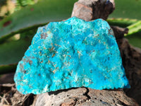 Natural Drusy Coated Chrysocolla on Dolomite Specimens x 6 From Likasi, Congo