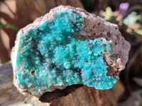 Natural Drusy Coated Chrysocolla on Dolomite Specimens x 6 From Likasi, Congo