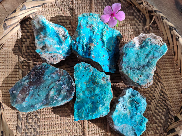 Natural Drusy Coated Chrysocolla on Dolomite Specimens x 6 From Likasi, Congo