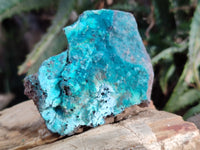 Natural Drusy Coated Chrysocolla on Dolomite Specimens x 6 From Likasi, Congo