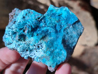Natural Drusy Coated Chrysocolla on Dolomite Specimens x 6 From Likasi, Congo