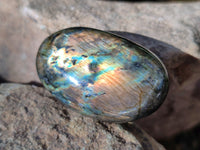 Polished Labradorite Palmstones x 35 From Tulear, Madagascar