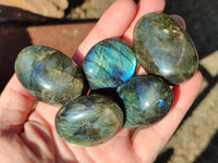 Polished Labradorite Palmstones x 35 From Tulear, Madagascar