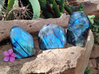 Polished Labradorite Standing Free Forms x 3 From Tulear, Madagascar