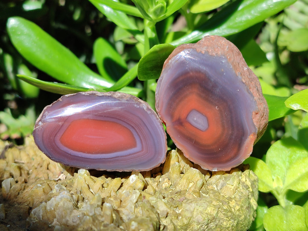 Polished On One Side Red Sashe River Agate Nodules x 35 From Zimbabwe - Toprock Gemstones and Minerals 