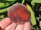 Polished On One Side Red Sashe River Agate Nodules x 35 From Zimbabwe - Toprock Gemstones and Minerals 
