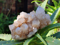 Natural Smokey Cactus Spirit Quartz Clusters x 4 From South Africa