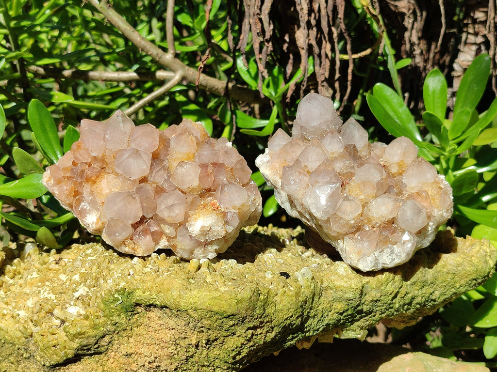 Natural Smokey Cactus Spirit Quartz Clusters x 4 From South Africa - Toprock Gemstones and Minerals 